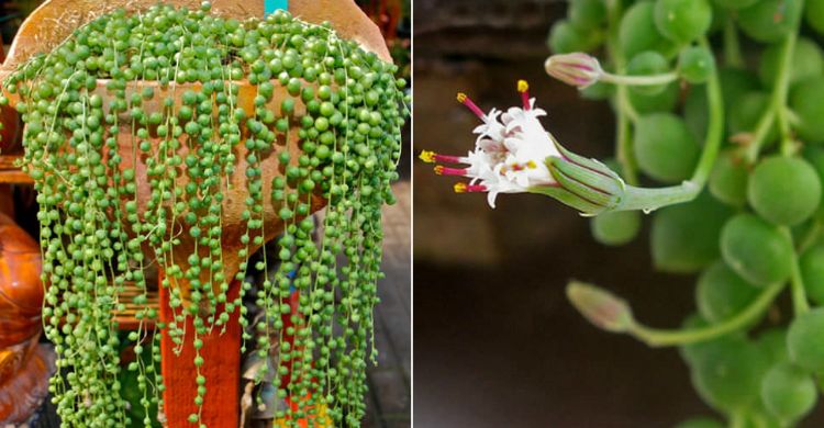 senecio rowleyanus pärlsträng ärt växtvård hemma planteringstips närbild saftiga växter blomma lerkruka