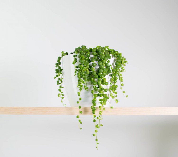senecio rowleyanus pärlsträng ärt växt vård hemma plantering tips närbild hängande växt plast hängande korg korgar interiör