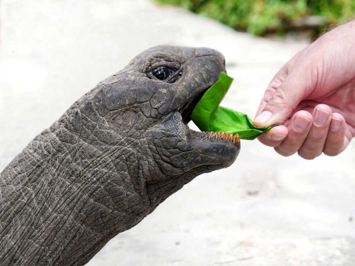 Äter jättesköldpadda med grönt växtblad