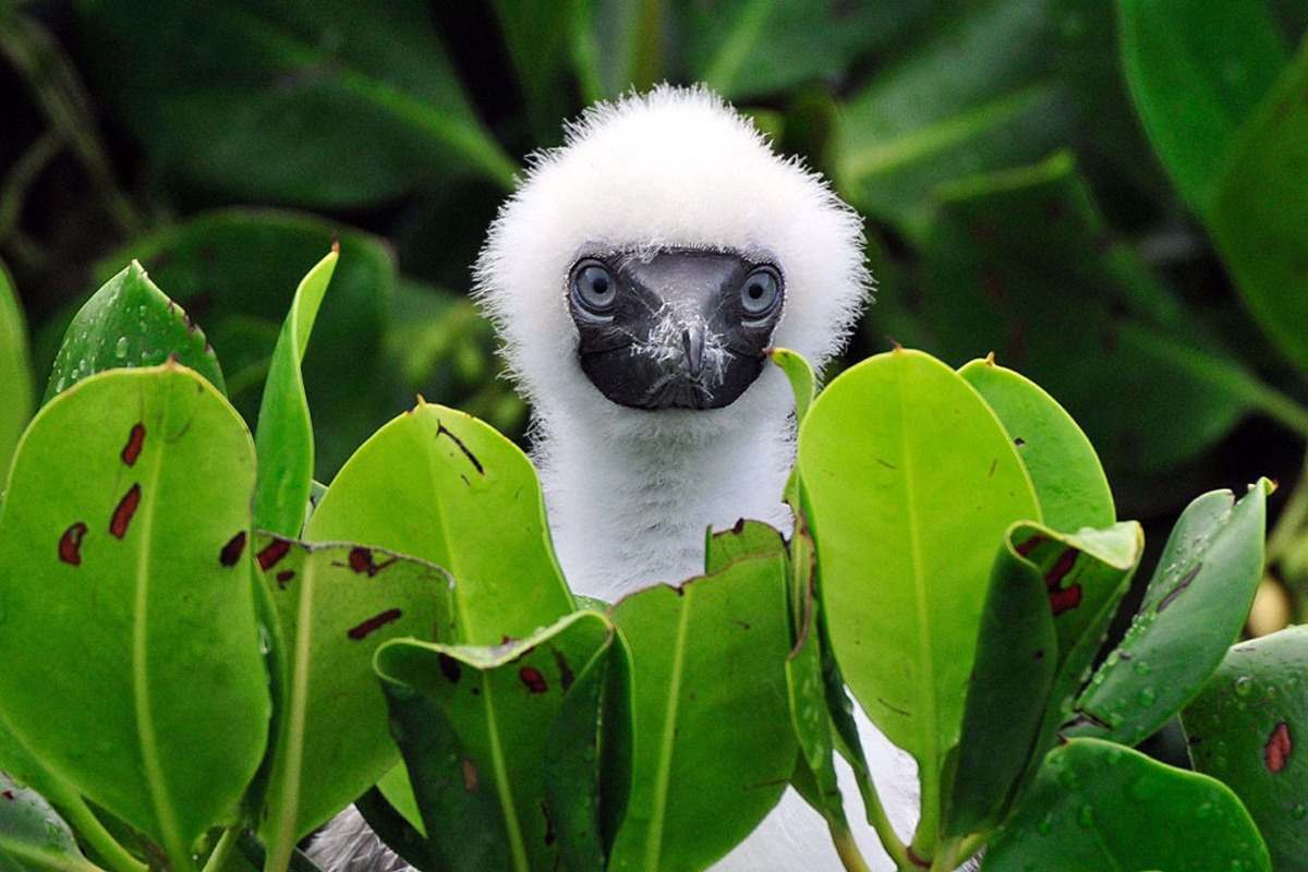 vit fågel mellan växter i seychellerna