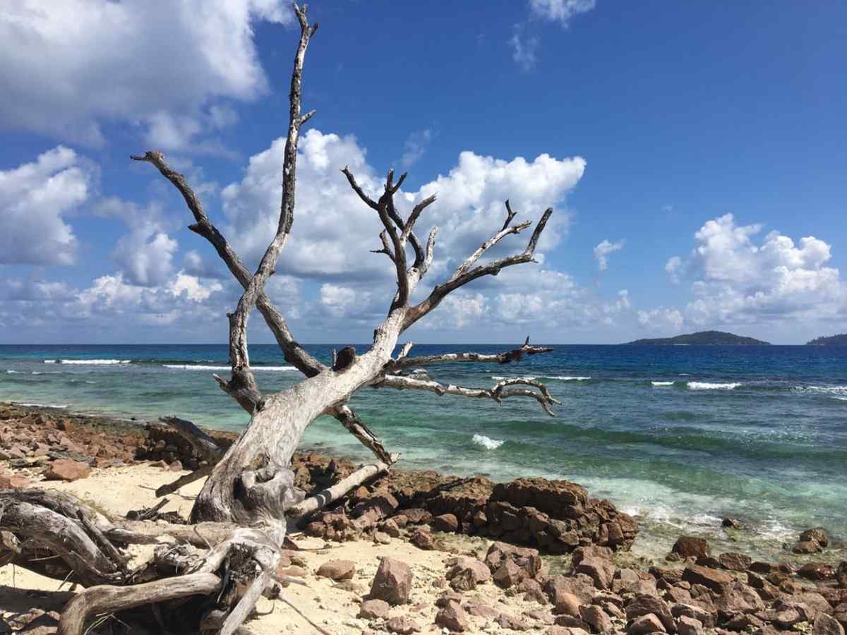 strandat gammalt träd på öns kust