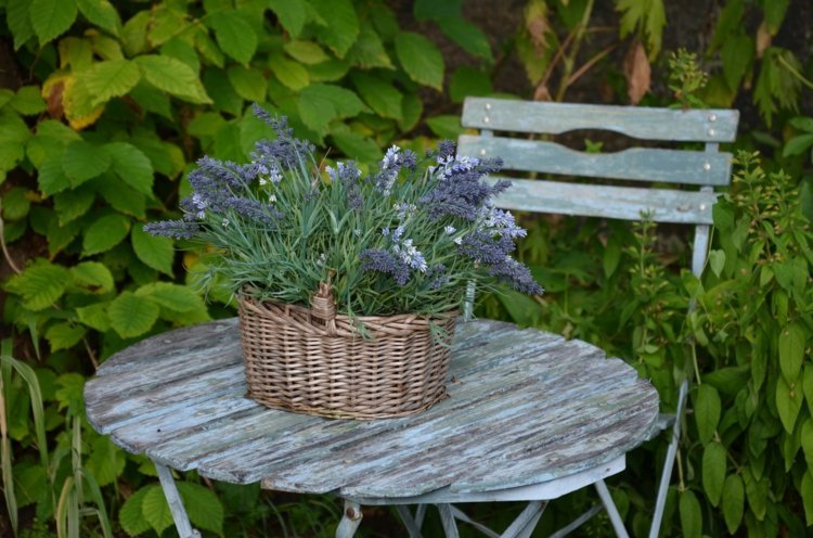 trädgård-shabby-chic-old-wood-bord-rund-stol-blomsterarrangemang-lavendel-korg