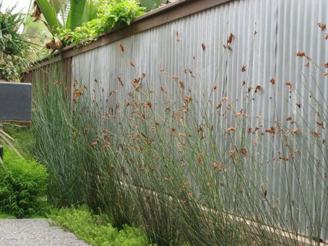 långa växter idéer gräsmatta trädgård avgränsa staket