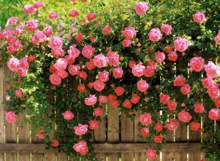 Sekretess-skärm-för-trädgård-klättring-rosor-rosa-staket-beklädnad