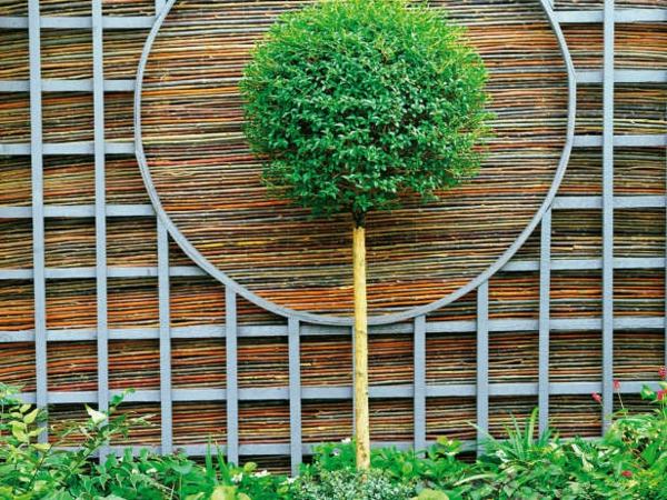 Trädgård bonsai träd bambu sekretess skärm