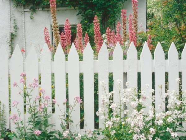 Trästaket vita blommor garanterar integritetsskydd