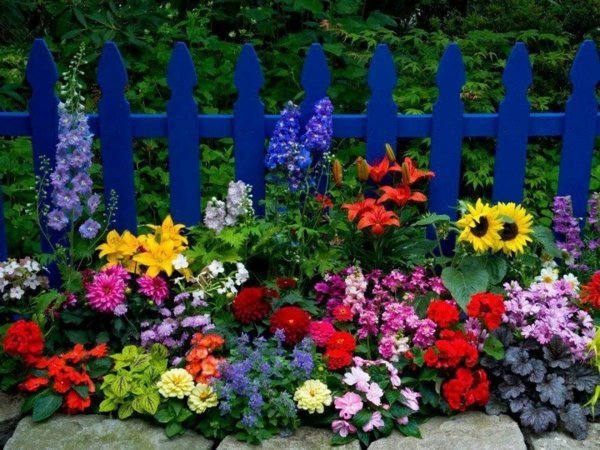 Trädgårdsstaket solrosor nejlikor sommar blommor säng
