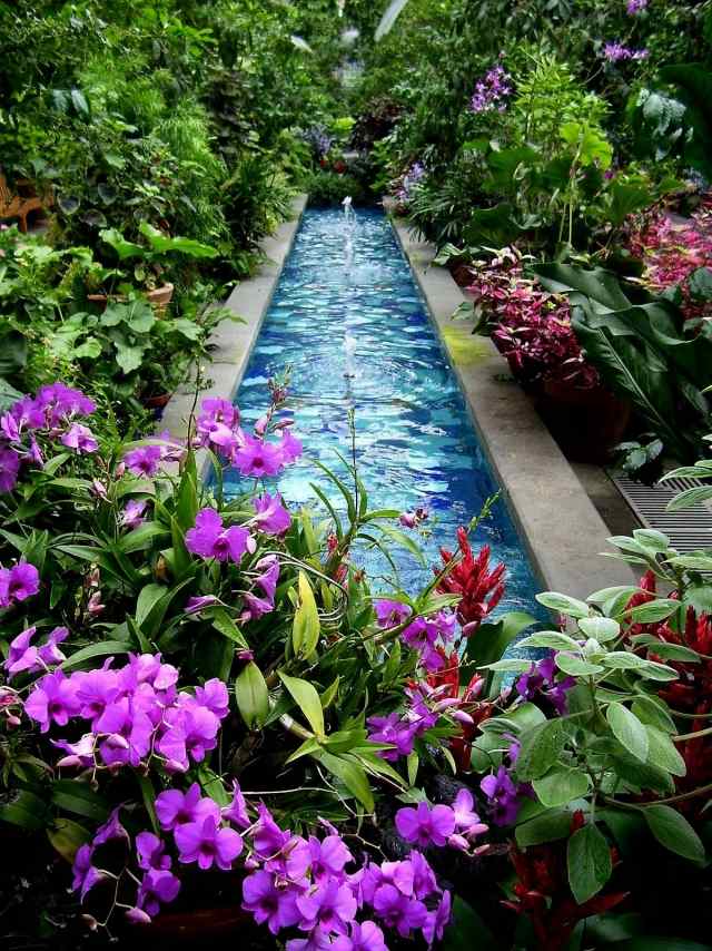 Vatten i trädgården om damm pool växt frodiga blommor