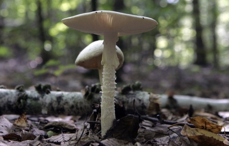 Giftiga svampar från familjen Amanita är vita i färgen