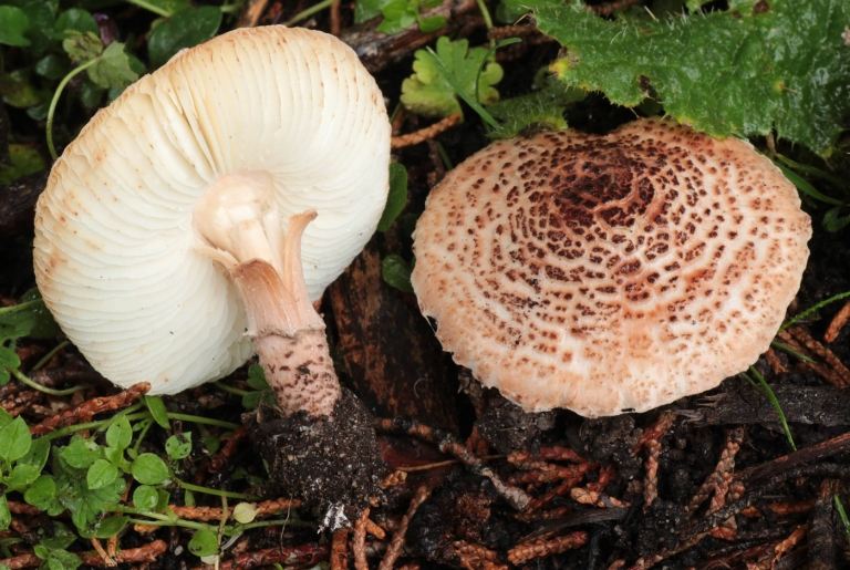 Giftiga svampar i Tyskland farliga bilder Köttbrunt paraply