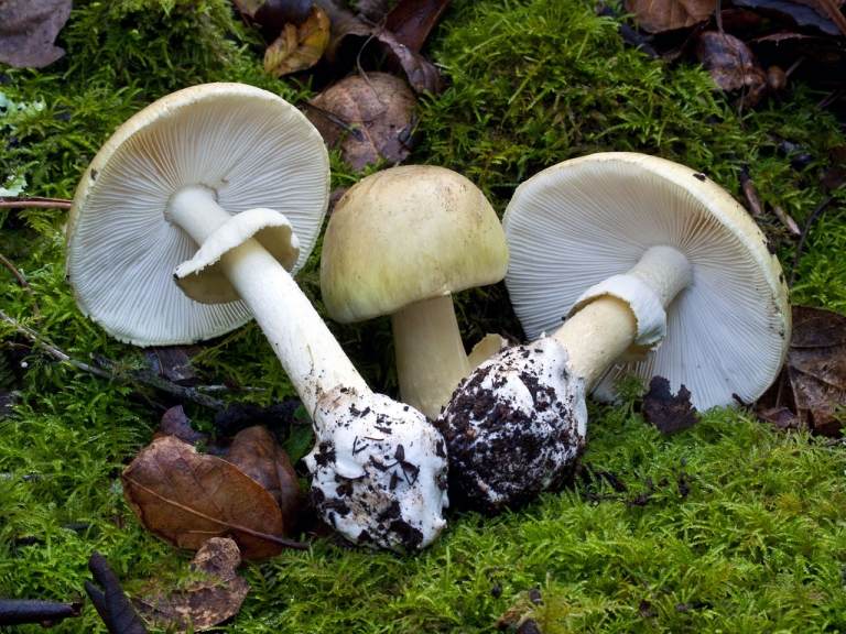 Lär dig att känna igen och undvika giftiga svampar av gröna dödssvampar