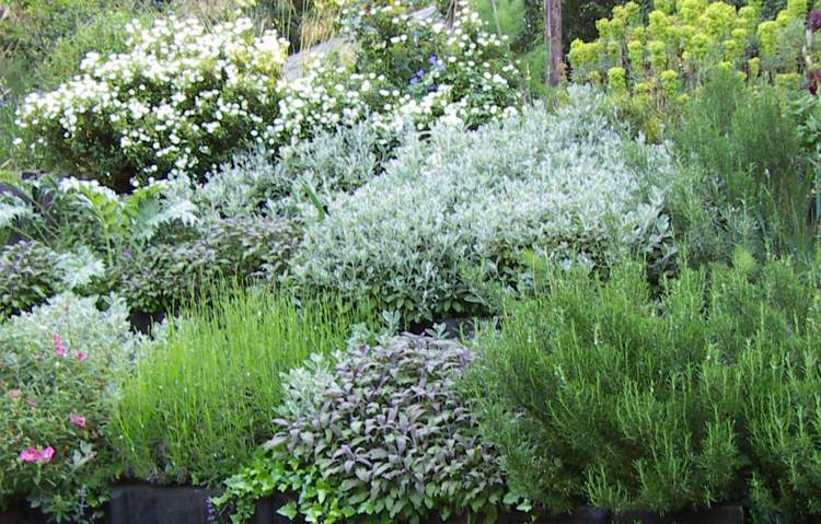 Silverbladade växter-trädgård-kruka-växter-grå-vit-blommande-trädgård design