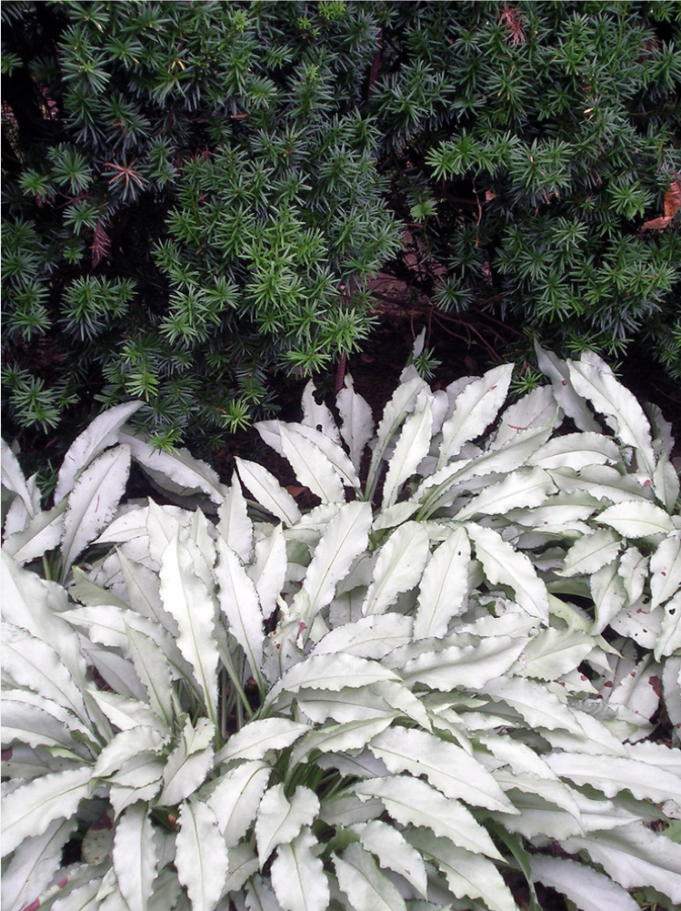 Silverbladade växter-trädgård-krukväxter-silverfärgade-lungwort-underväxt