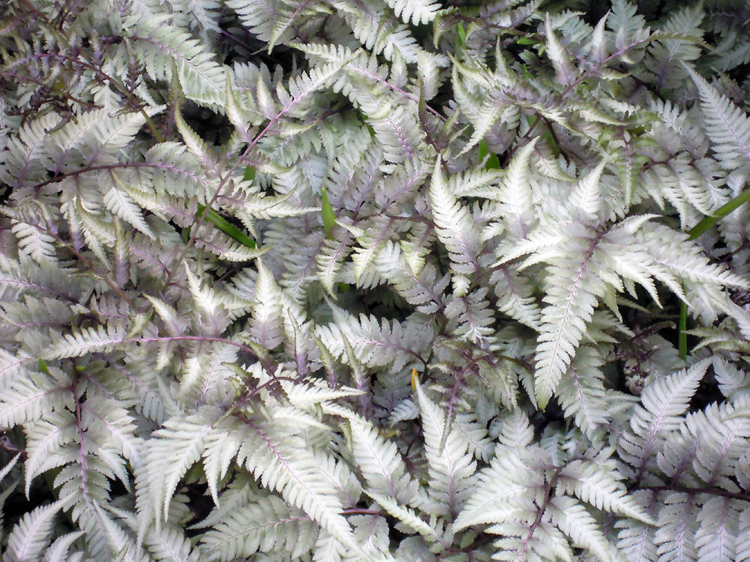 silverbladade växter-trädgård-krukväxt-japansk-regnbåge-ormbunke-buske-härdig