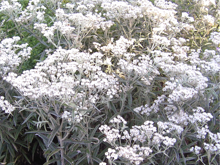 silverbladade växter-trädgård-krukväxter-Silberimmortelle-vita-blommor-håriga
