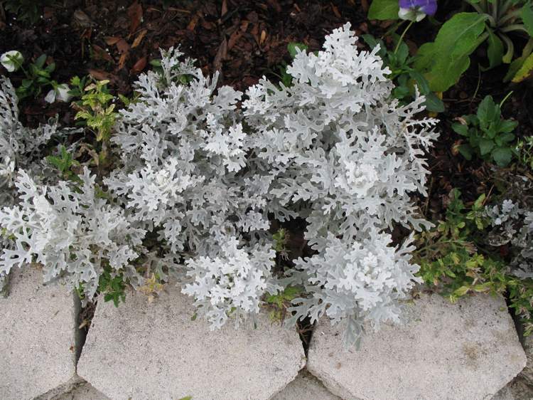 silverbladade växter-trädgård-krukväxter-dvärgbuske-silver-blad-härdiga