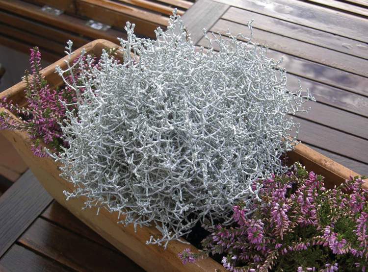 silverbladade växter-trädgård-krukväxter-balkong-växter-vård-gitter-ört-silvertråd