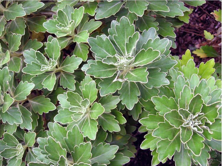 Silverbladade växter-trädgård-krukväxter-silver-kant-krysantemum-frost-härdig buske