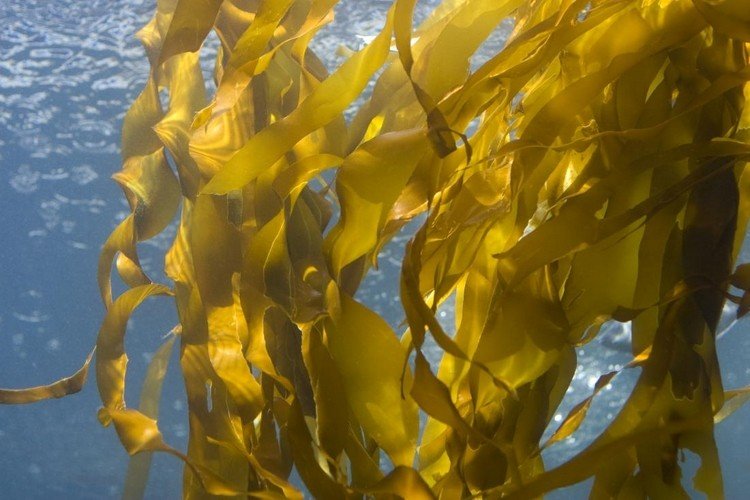 Kelpbruna alger växer bara i saltvatten