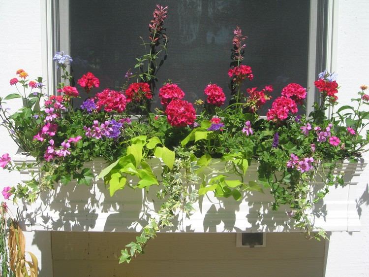 Sötpotatis och rosa pelargoner och verbena och murgröna i blomlådan på fönsterbrädan utanför Idéer för skugga