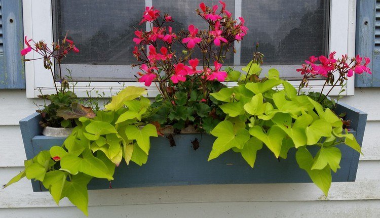 Skugga balkonger och fönsterbrädor växter som sötpotatis och pelargoner