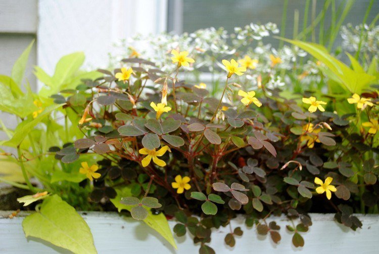 Plantera sötpotatis och zinfandel i blomlådan Idéer för balkongträdgård