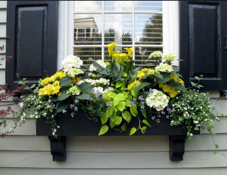 Blommor för skugga och balkonger Hortensior och calla inomhus med sötpotatis som hängande växt