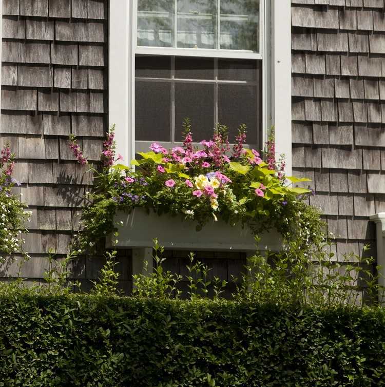 Exotiska växter för balkonglådor och blomlådor på fönsterbrädan