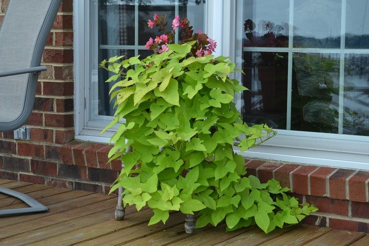 Sötpotatis som en hängande växt i en blomlåda på terrassen