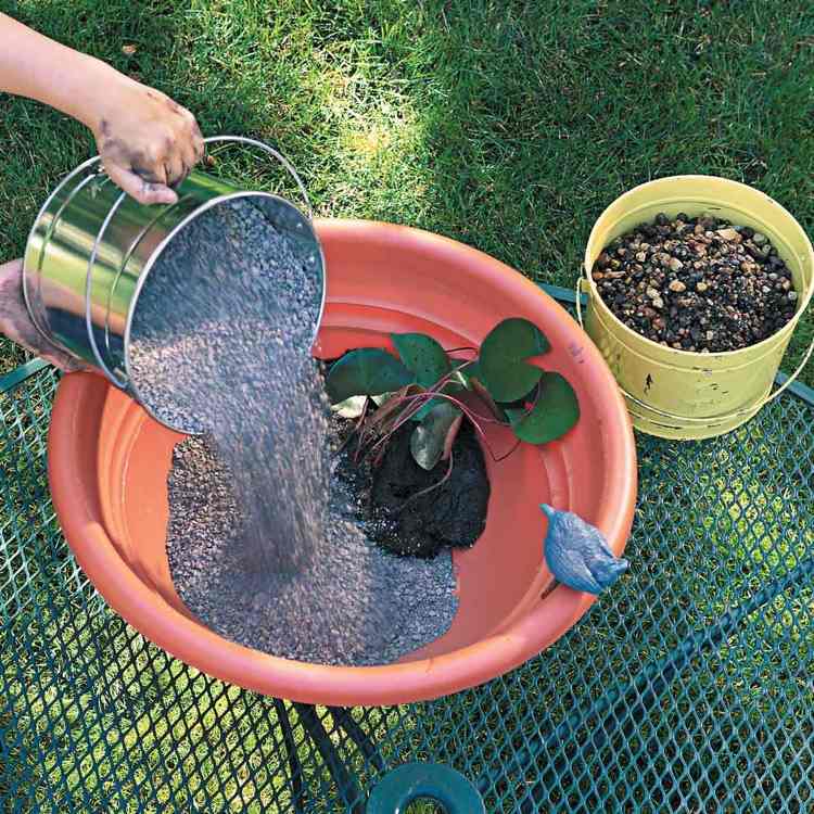 Plantera minidammen med mini näckrosor
