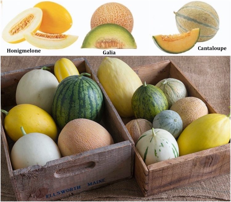 Sockermelonskal och kött har olika färger