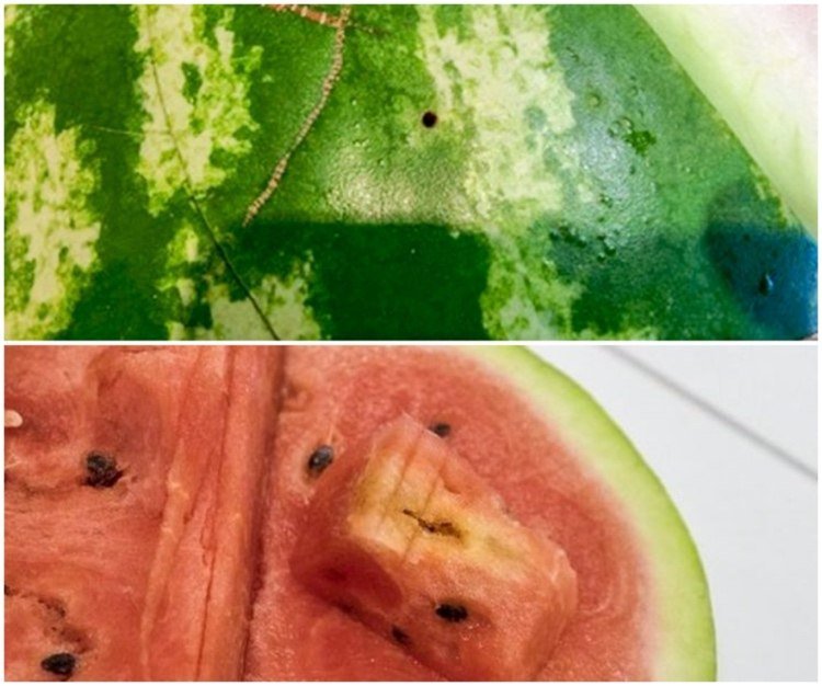 Hål i vattenmelon med nitratmätare