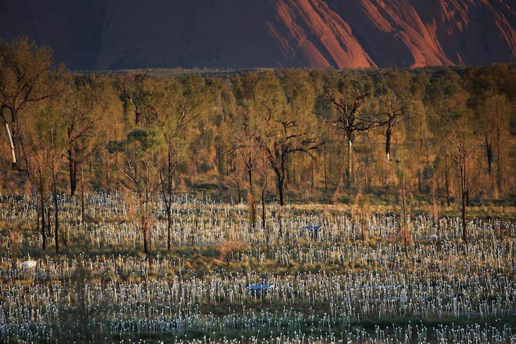 sol-lampor-utanför-fält-naturliga-ljus-effekter-maskrosor