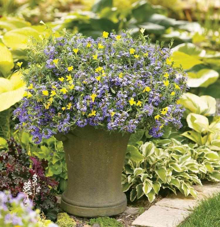 Sommarblommor-trädgård-idéer-planter-blå-fläktblomma