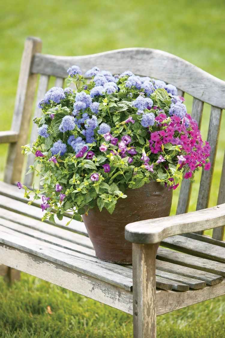 Sommarblommor-trädgård-rosa-lobelia-blå-hortensior