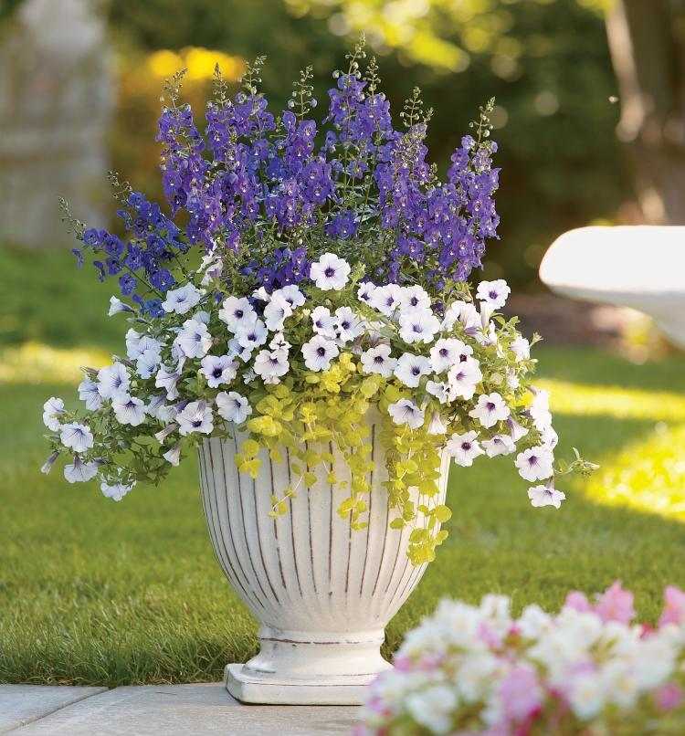 Sommarblomma-trädgård-vit-petunia-fläkt blomma-lila