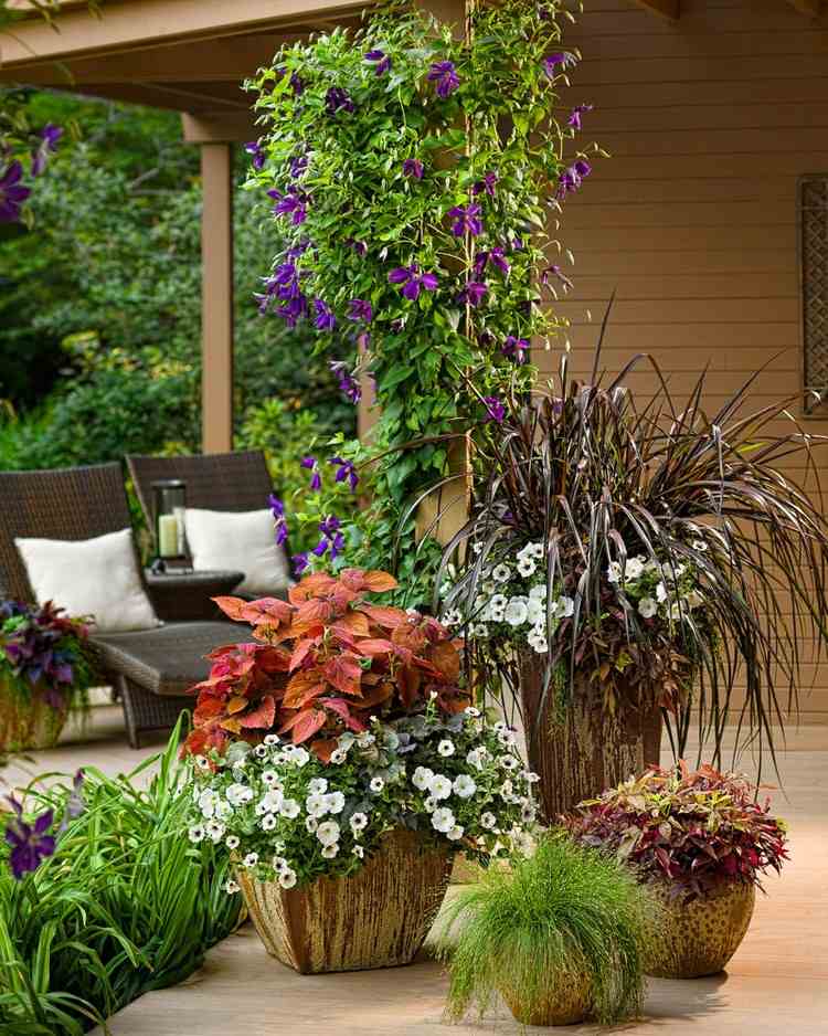 Klätterväxter som sommardekoration för terrassklematis i badkaret