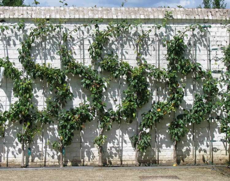 Espalier frukt i trädgården skär-idé-vit-vägg-s-form-grönska