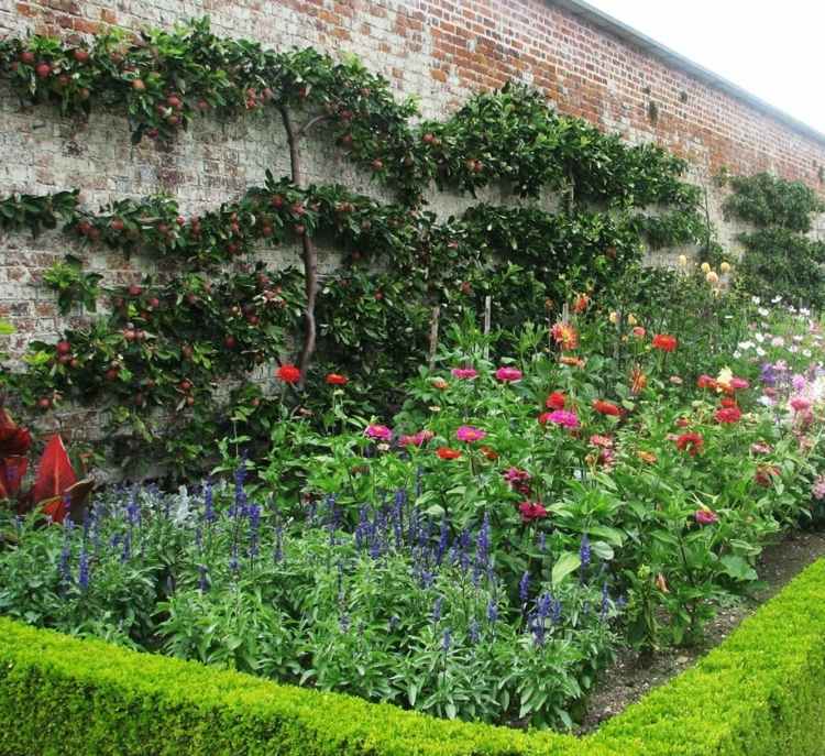 Espalier frukt i trädgården vägg-plantering-idé-rosor-häck-säng