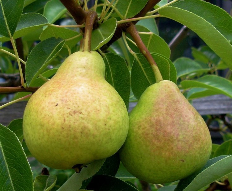 Espalier-frukt-trädgård-form-päron-frukt-läcker-frukt-träd