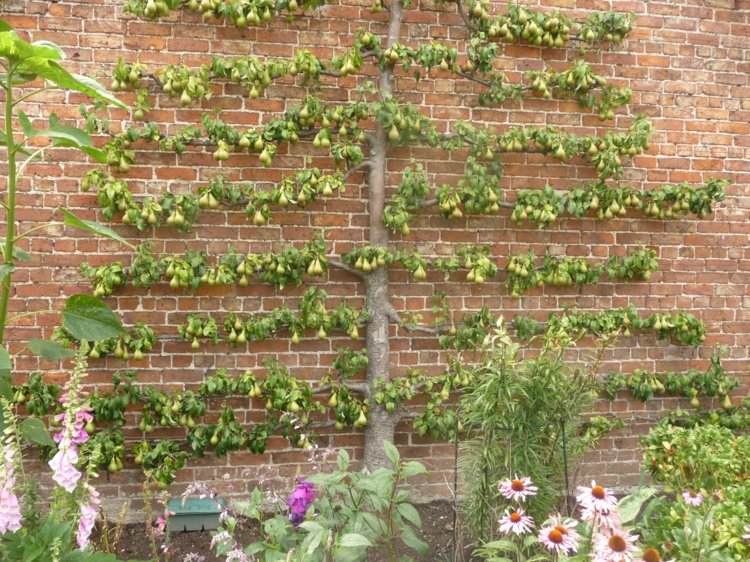 Espalier-frukt-trädgård-päron-frukt-sofistikerad-idé-vägg-klinker