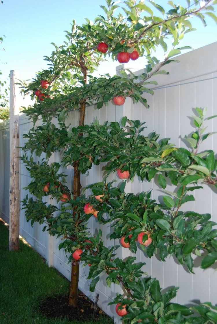 Espalier frukt i trädgården små-växter-äpple-plats-besparing-idé
