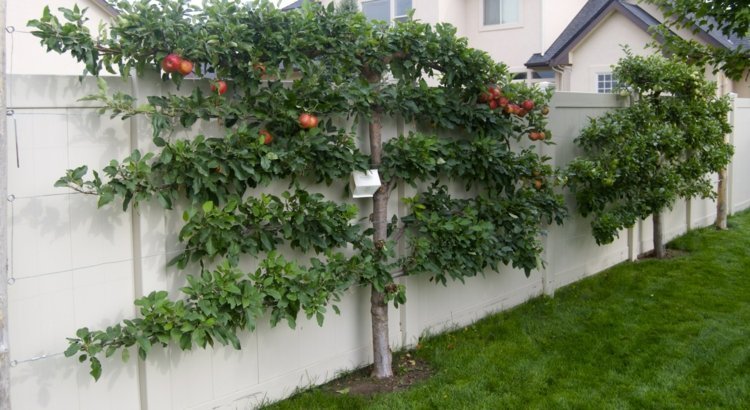 Espalier-frukt-trädgård-äppelträd-snitt-trä-staket-vit