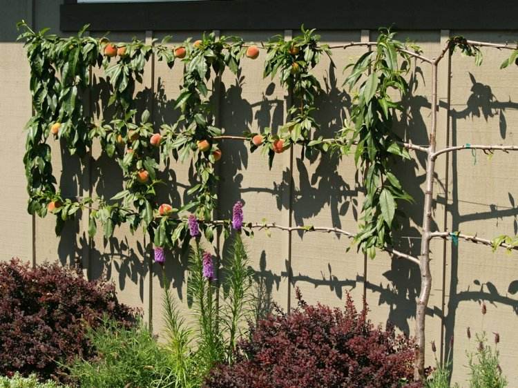 Trellis fruktträdgård vägg design persika trä spaljé