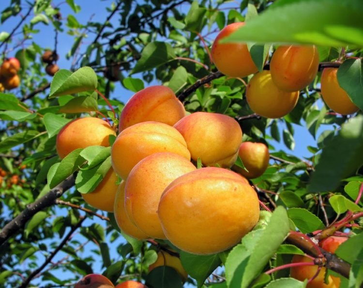 Espalier-frukt-trädgård-aprikos-tidig-mogen-lättskött-sommar-frukt