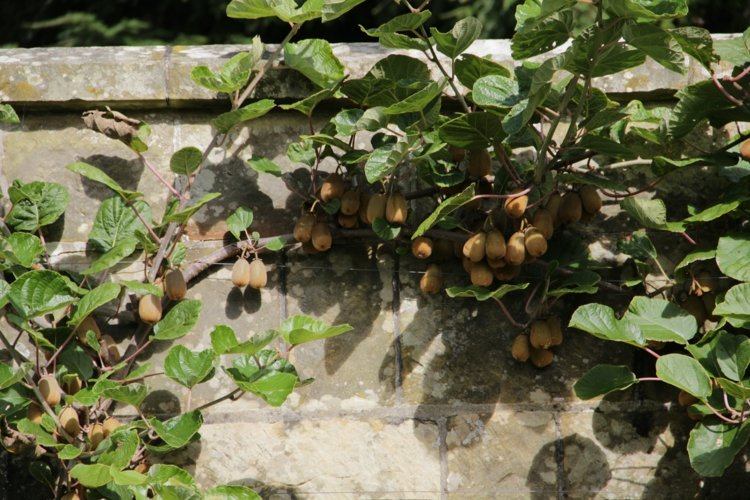 Espalier-frukt-trädgård-vägg-kiwi-klättrare-exotisk