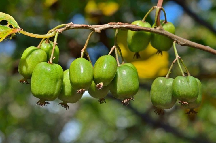 Espalier-frukt-trädgård-design-kiwi-hälsosam-näring-vitaminer