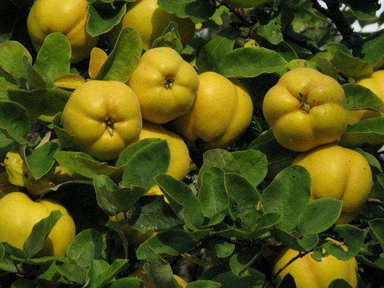 Espalier-frukt-trädgård-kvitten-gul-frukt-sylt-gelé-ingrediens