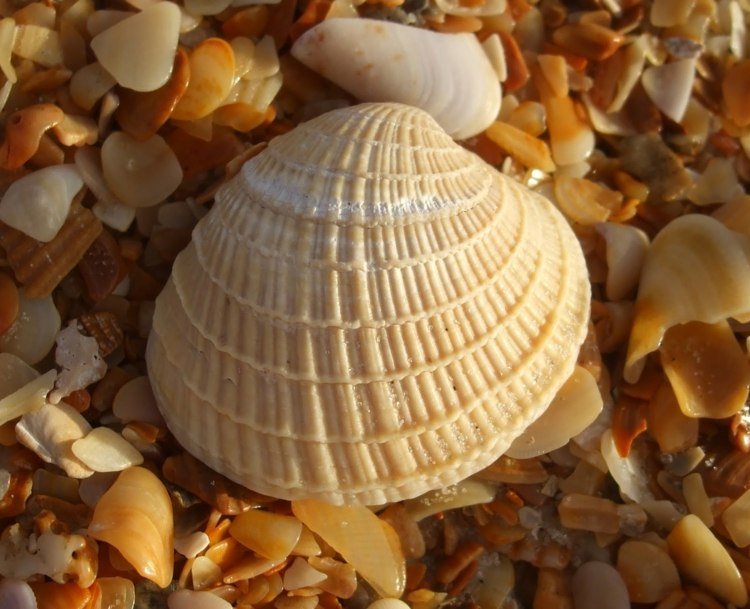spel-strand-slott-kulle-mussel-stimulering-havs-semester