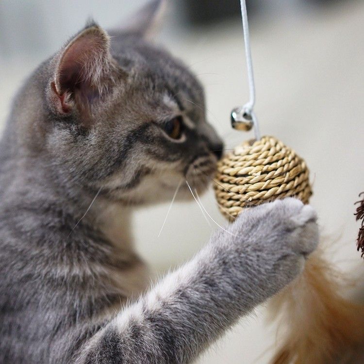 Anställa katttips Gör själv kattleksaker Leksaker för husdjur